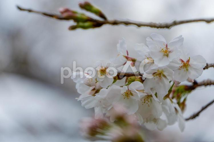 咲き始めた桜の花と柔らかな光 桜,花,花びらの写真素材
