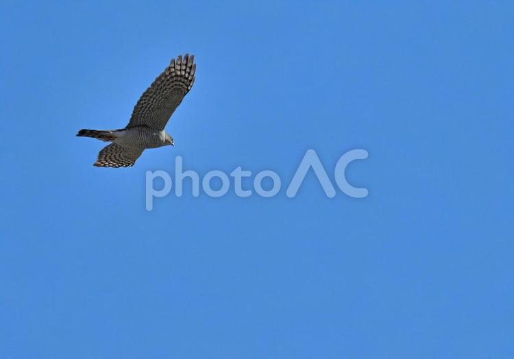 翼を広げて滑空するハイタカ1 ハイタカ,翼を広げる,滑空の写真素材