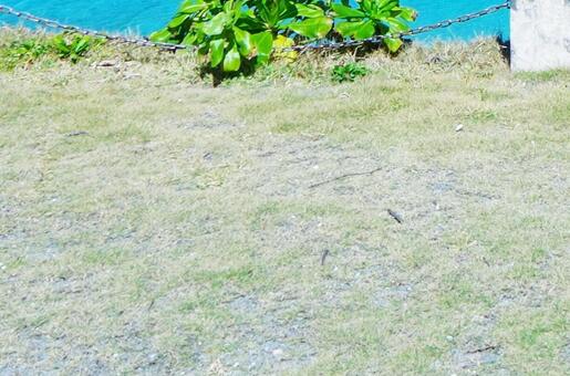 沖縄・背景 沖縄・背景の写真
