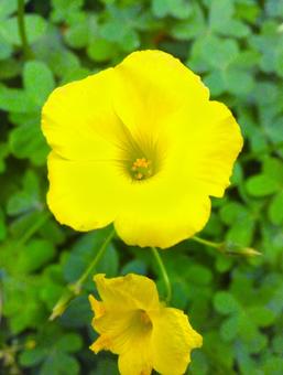 黄色の花の写真