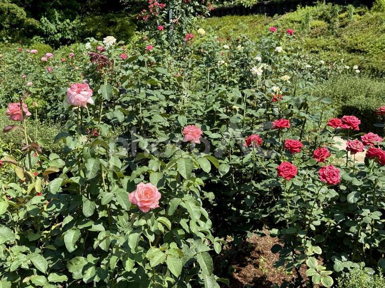 旧古河庭園 旧古河邸 7月 バラ園 旧古河庭園 旧古河邸 7月 バラ園 ガーデンローズ,バラ園,和風の写真素材