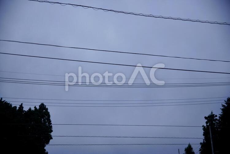 電線と樹木 電線,樹木,電気の写真素材