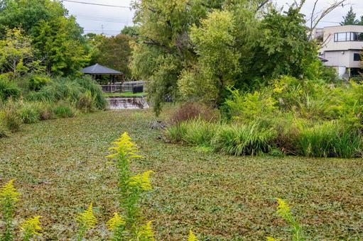 天沼公園の風景⒇ 天沼公園の風景⒇の写真