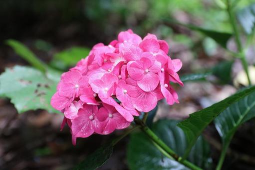 ピンクの紫陽花 ピンクの紫陽花 紫陽花,6月,梅雨の写真素材