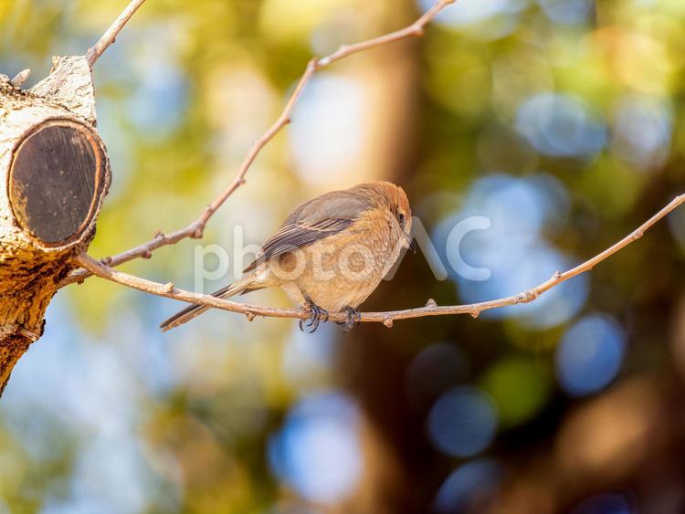 枝にとまるモズ・百舌鳥 モズ,百舌鳥,野鳥の写真素材