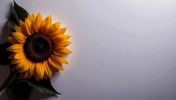 白背景に片隅に一輪のひまわりの写真