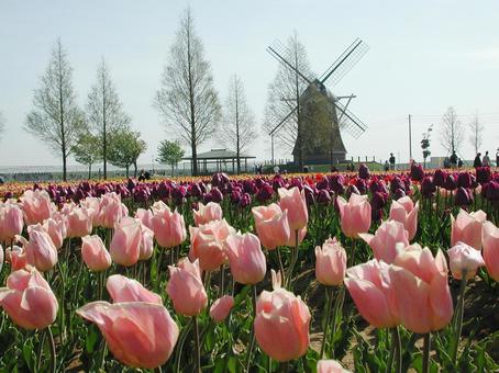 チューリップ・Tulips チューリップ・Tulips 咲く風景,球根植物,チューリップの写真素材