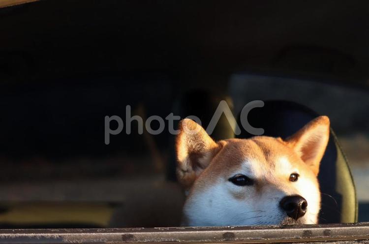 柴犬と初日の出 柴犬,初日の出,車の中からの写真素材