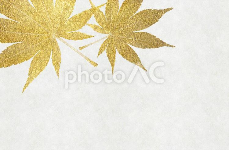 白色の和紙に金色の紅葉の背景画像 和風,背景,秋の写真素材