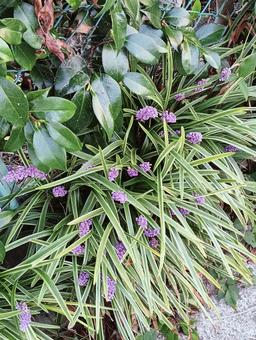 紫の花と葉っぱ 紫の花と葉っぱの写真