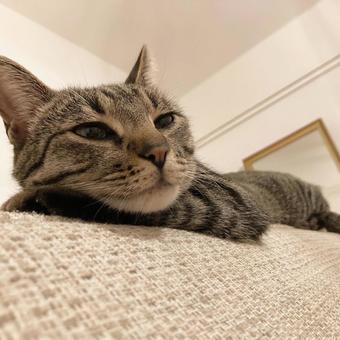 猫 猫の写真