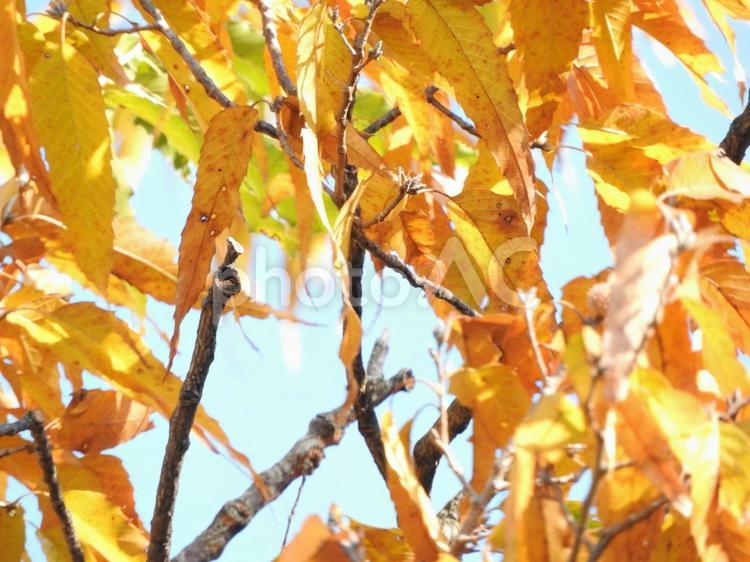 秋の風景 葉っぱ,空,秋の写真素材