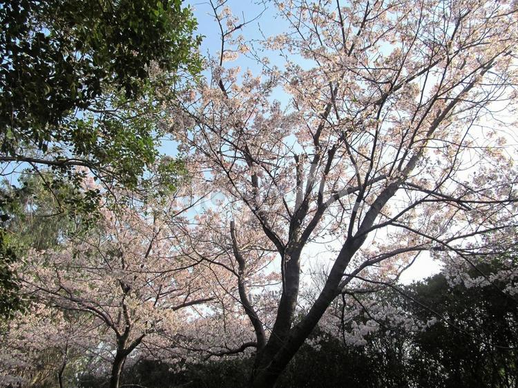 桜 桜,ソメイヨシノ,花の写真素材