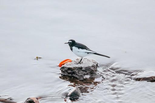 あそこに何かいるぞ セグロセキレイ,野鳥,小鳥の写真素材