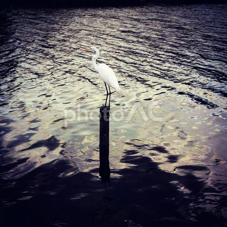 夕餉時のしらさぎ 白鷺,サギ,水鳥の写真素材