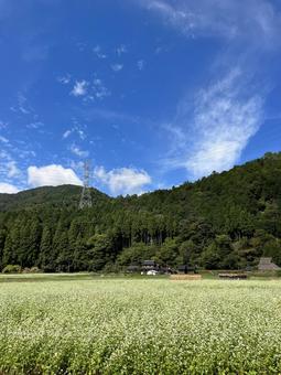蕎麦畑からの田舎の風景 蕎麦畑,田舎,山の写真素材