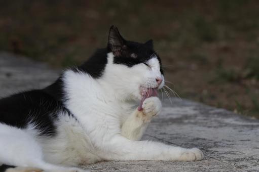 公園ネコ 沖縄県 那覇市 公園ネコ 沖縄県 那覇市 ネコ,ねこ,のらねこの写真素材