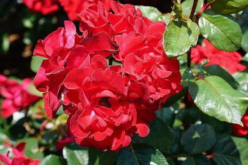 荒牧バラ園647 グルースアンバイエルン 荒牧バラ園647 グルースアンバイエルンの写真