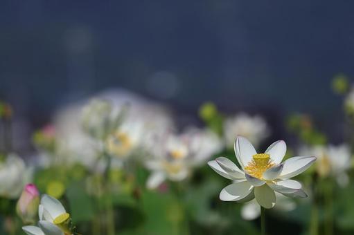 夏の日の花蓮③ 花蓮,蓮の花,夏の日の写真素材