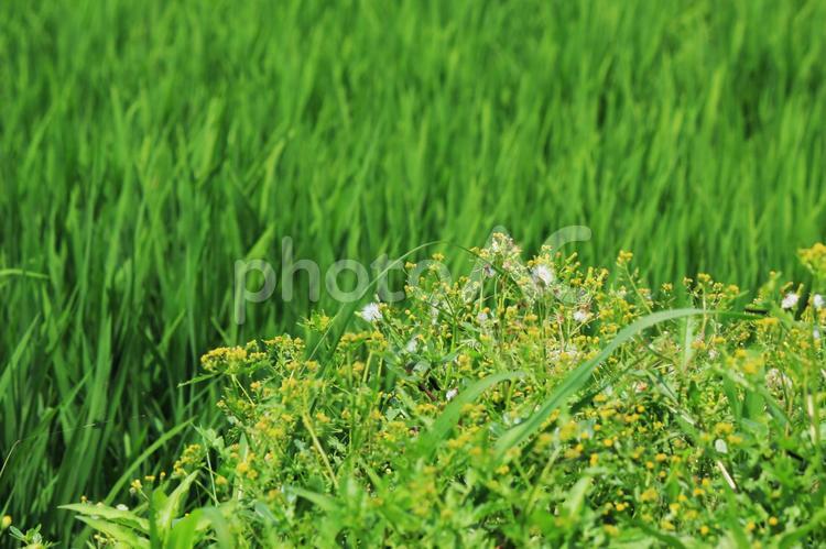 黄色の小さな花と水田の風景 夏,水田,黄色い花の写真素材