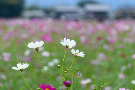 秋風に揺れる白いコスモス 秋風に揺れる白いコスモス コスモス,白,花の写真素材