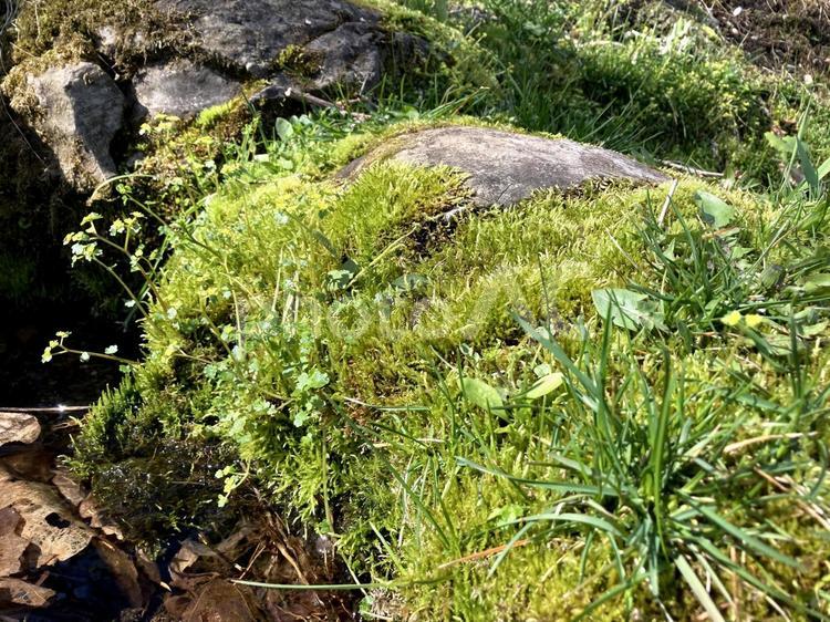 水辺の石に生えた苔 苔,モス,森林の写真素材