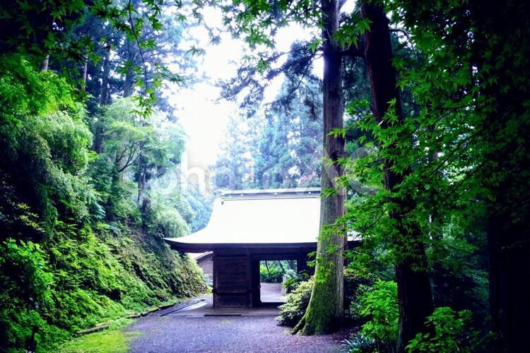 樹木とお寺ヴ 木材,木,自然の写真素材