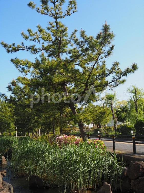 春の左近川親水緑道・緑の散歩道・江戸川区 春,左近川親水緑道,散策路の写真素材