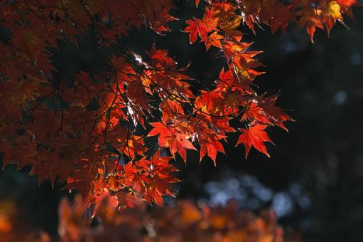 北浦和公園の紅葉 北浦和公園の紅葉の写真