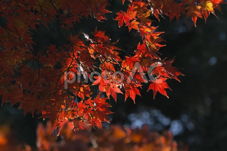 北浦和公園の紅葉 紅葉,モミジ,日陰の写真素材