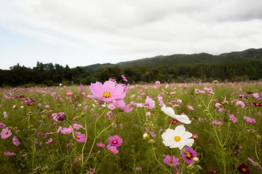 山と森を背景に広がる可憐なコスモス畑 山と森を背景に広がる可憐なコスモス畑 コスモス,秋桜,花畑の写真素材