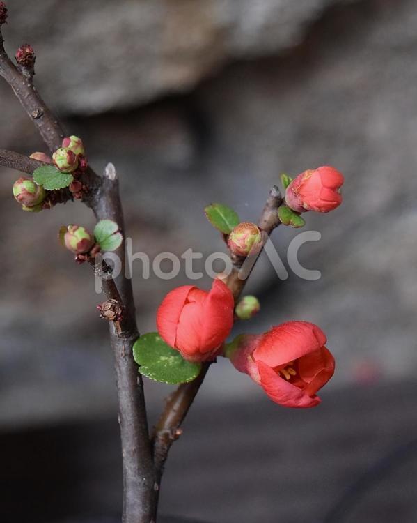 可憐なボケの花　縦 ボケ,花,赤の写真素材