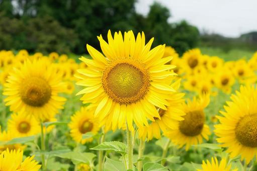 満開のひまわり畑 ひまわり,向日葵,ひまわり畑の写真素材