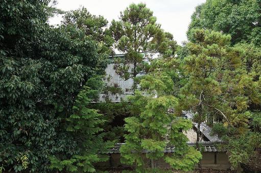 パワースポット 滋賀県 蜊江神社㉓ 本殿 パワースポット 滋賀県 蜊江神社㉓ 本殿 パワースポット,滋賀県,蜊江神社の写真素材