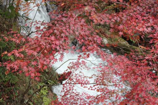 紅葉と川 紅葉と川の写真