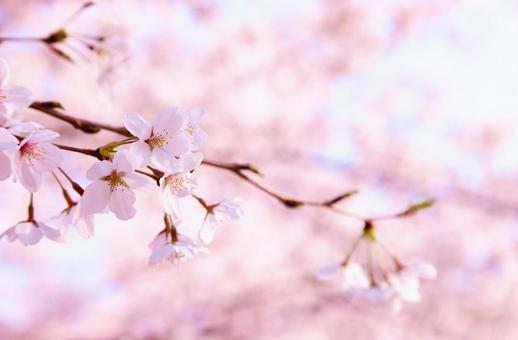 桜 桜の写真