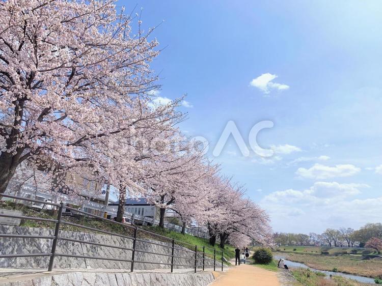 京都・賀茂川の桜並木（御薗橋付近） 賀茂川,御薗橋,みそのばしの写真素材