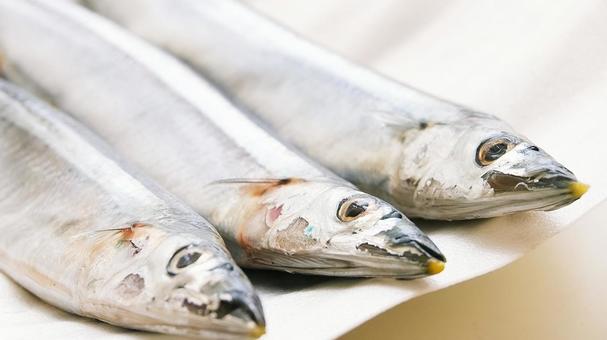 新サンマ 新サンマ 秋,秋刀魚,サンマの写真素材