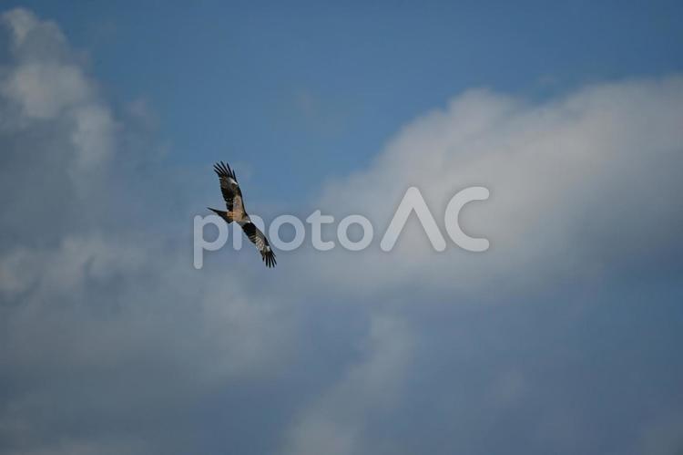 600ｍｍの望遠レンズでトビを撮った トビ,鳥,空の写真素材