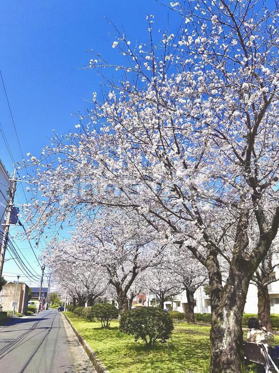 桜並木 桜,美しい,きれいの写真素材