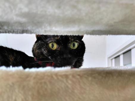 隙間からこんにちは ネコ,かわいい,キュートの写真素材