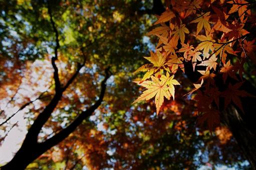 紅葉 もみじ,葉,樹木の写真素材