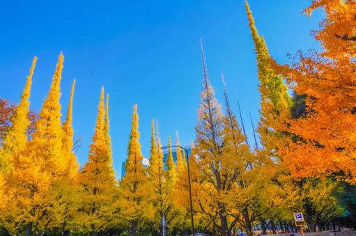 明治神宮外苑 いちょう並木 明治神宮外苑 いちょう並木 外苑前,イチョウ並木,紅葉の写真素材
