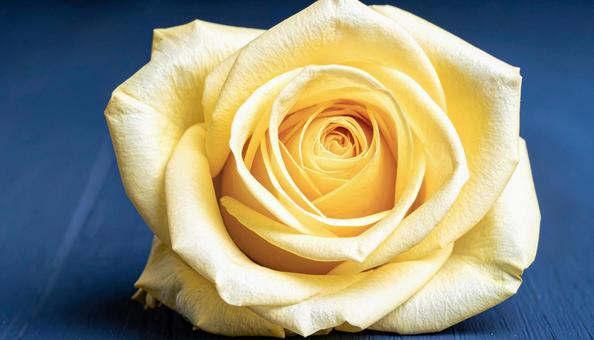 一輪の薔薇の花 一輪の薔薇の花の写真