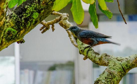 イソヒヨドリの写真