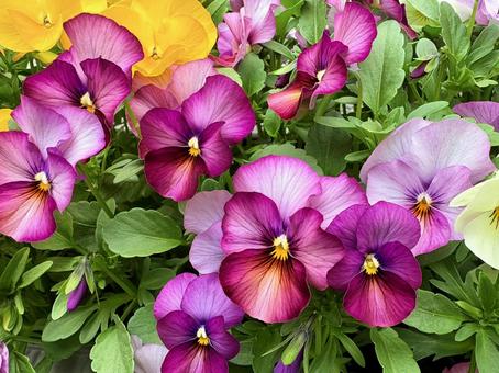 パンジー① パンジー,花,植物の写真素材