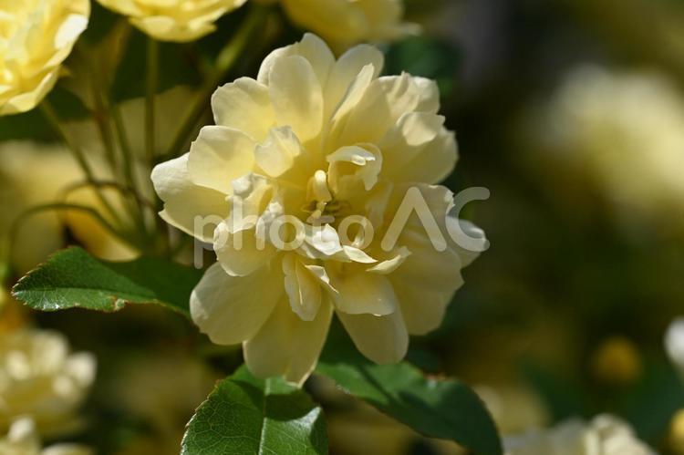 家の庭に咲いた黄色いとげなしの薔薇 庭,ガーデニング,自然の写真素材
