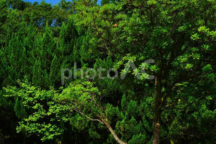 緑 緑,密集,クローズアップの写真素材