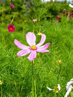 吹く風にそよぐ花壇のコスモス コスモス,花,秋桜の写真素材