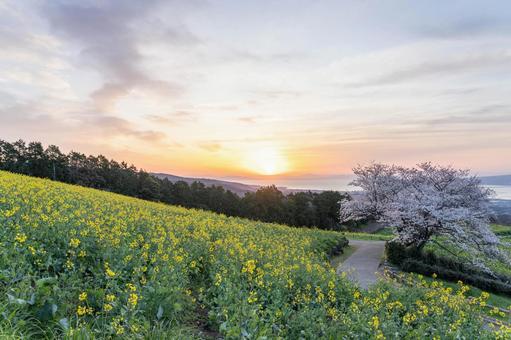 長崎県の白木峰高原に咲く菜の花と桜 長崎県の白木峰高原に咲く菜の花と桜 長崎県,長崎,桜の写真素材